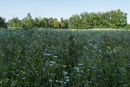 DSC00899.jpg