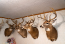 DSC01077.jpg