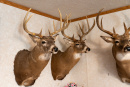 DSC01082.jpg