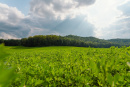 DSC01091.jpg