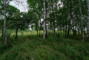 DSC01226.jpg