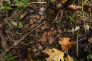 DSC01347.jpg