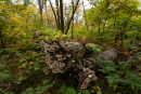 DSC01362_1.jpg