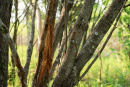 DSC01383.jpg