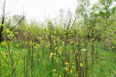 DSC01430.jpg