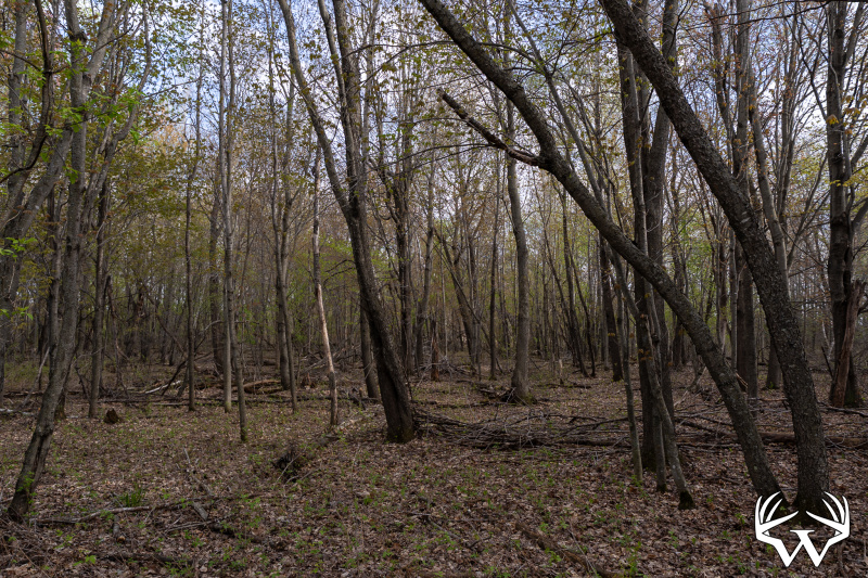 DSC01594_1.jpg