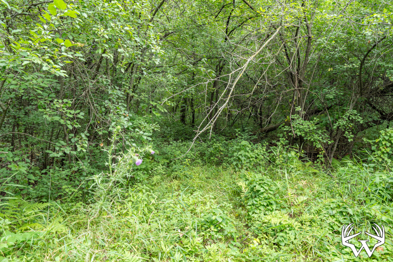 DSC01653.jpg