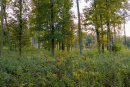 DSC02378.jpg