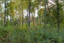 DSC02379.jpg