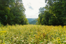 DSC06776.jpg