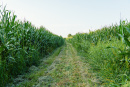 DSC06787.jpg