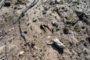 DSC07767.jpg