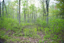 DSC_9045copy.jpg