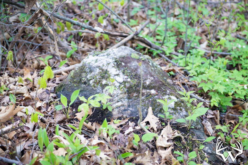 DSC_9048copy.jpg