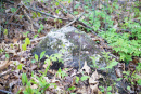 DSC_9048copy.jpg