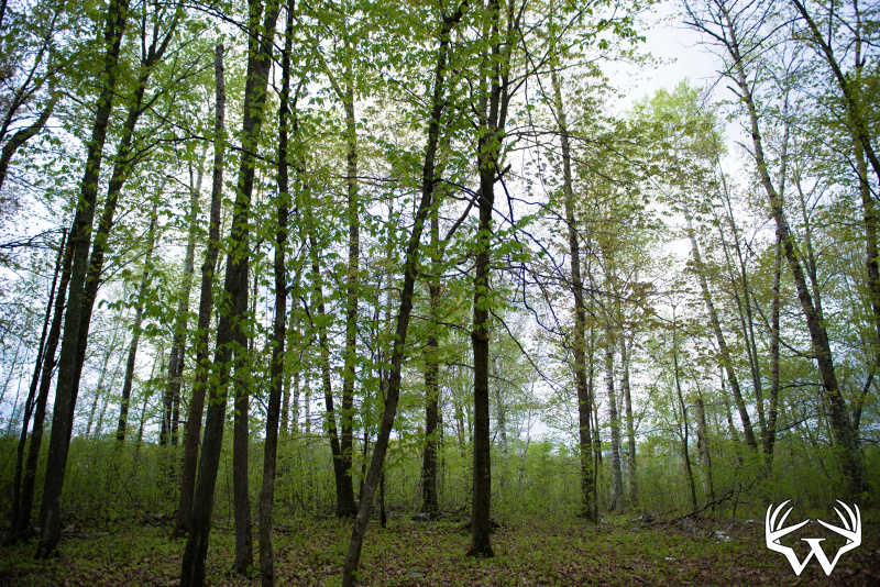 DSC_9136copy.jpg