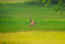 Deer1_2.jpg