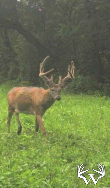 Deer.jpg