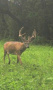 Deer.jpg
