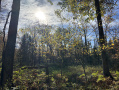 Fall.jpg