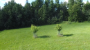 FruitTrees.PNG