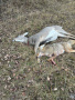 IMG_0089-preview.JPG