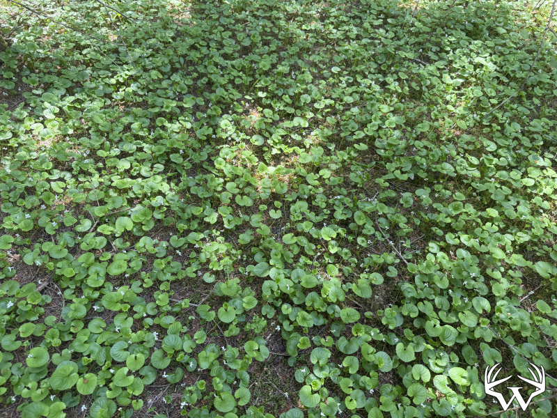 IMG_0317.jpeg