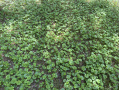 IMG_0317.jpeg