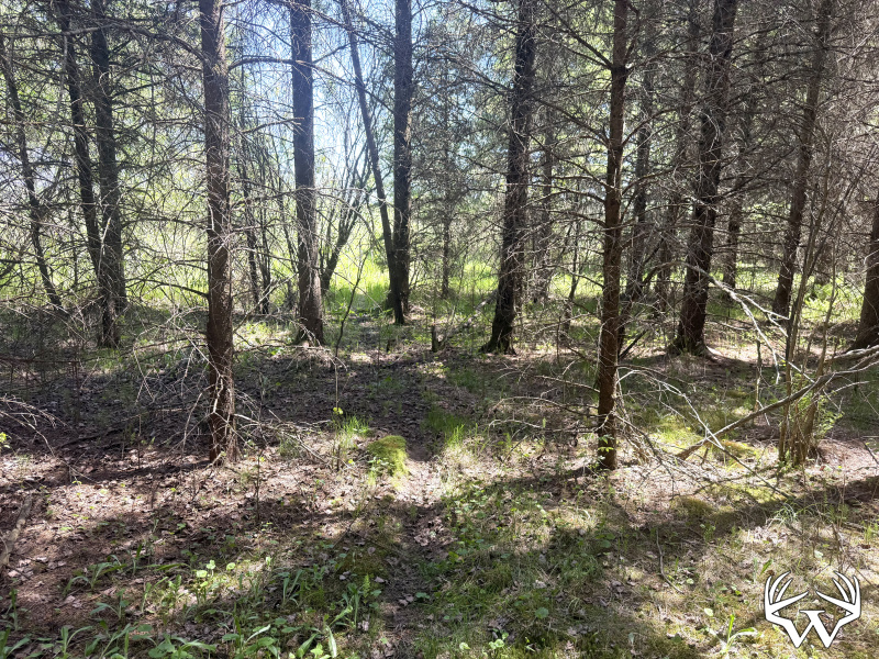IMG_0319.jpeg