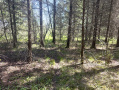 IMG_0319.jpeg