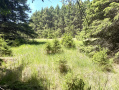 IMG_0320.jpeg
