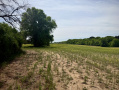 IMG_0436.jpeg