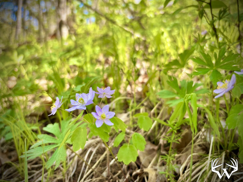 IMG_0738_1.jpeg