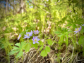 IMG_0738_1.jpeg