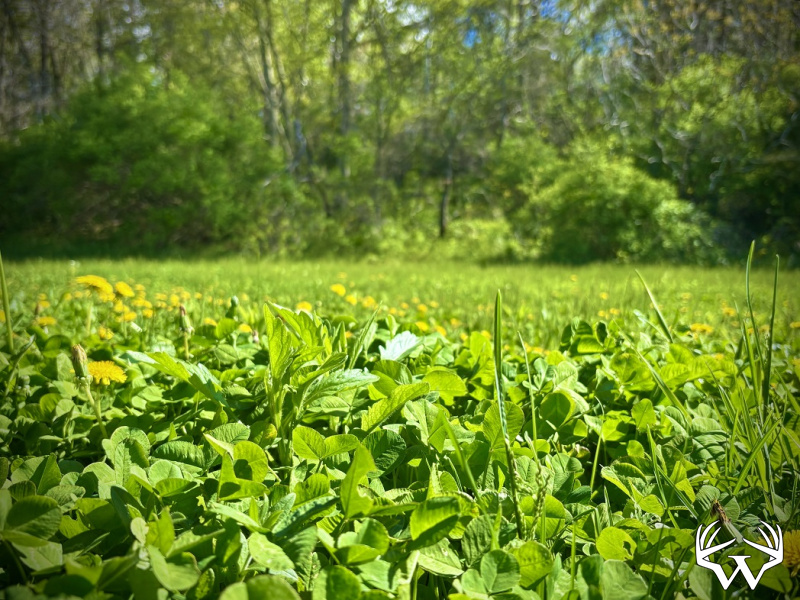 IMG_0771.jpeg