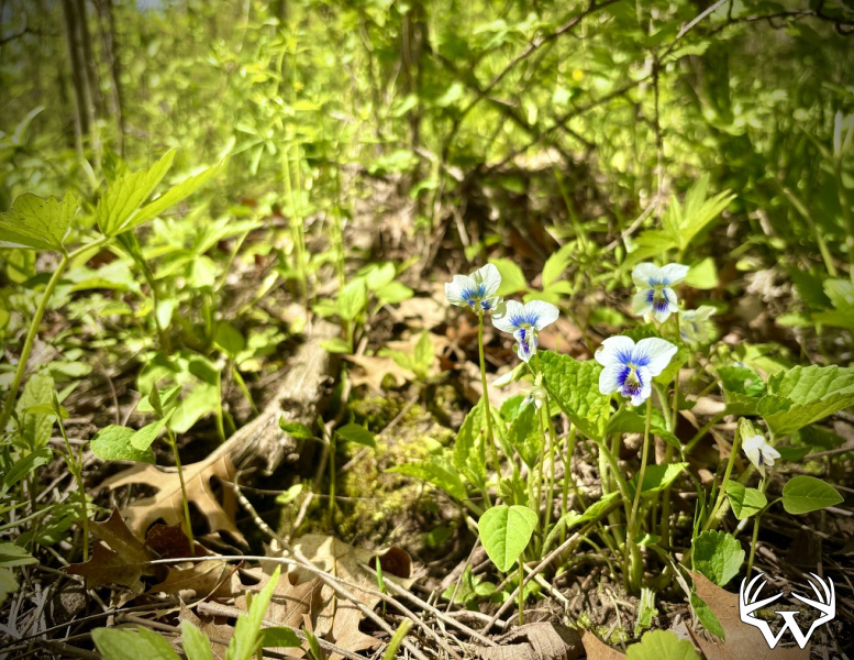 IMG_0801.jpeg