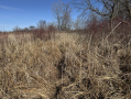 IMG_1019.JPG
