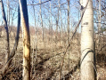 IMG_2643.jpeg