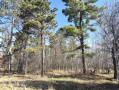 IMG_2737.jpeg