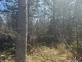 IMG_2789.jpeg