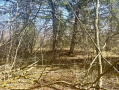 IMG_2790.jpeg