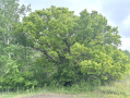 IMG_2966.jpeg