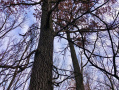 IMG_4737002.jpg