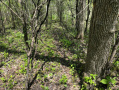IMG_6979.jpg
