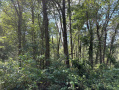 IMG_7151.JPG