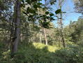 IMG_7157.JPG