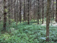 IMG_7186.JPG