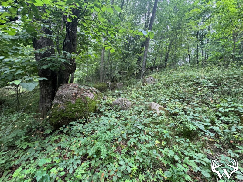 IMG_8575.jpg
