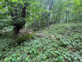 IMG_8575.jpg