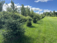 Spruce2.jpg